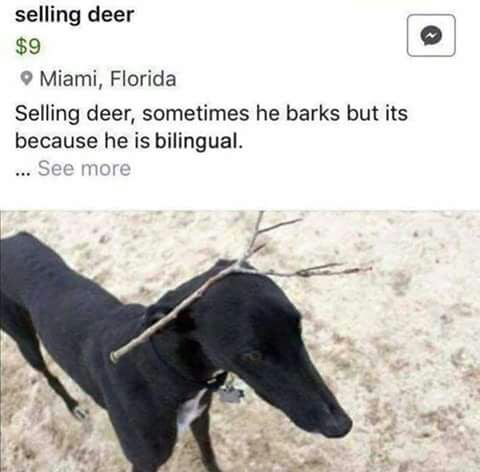 Oh deer