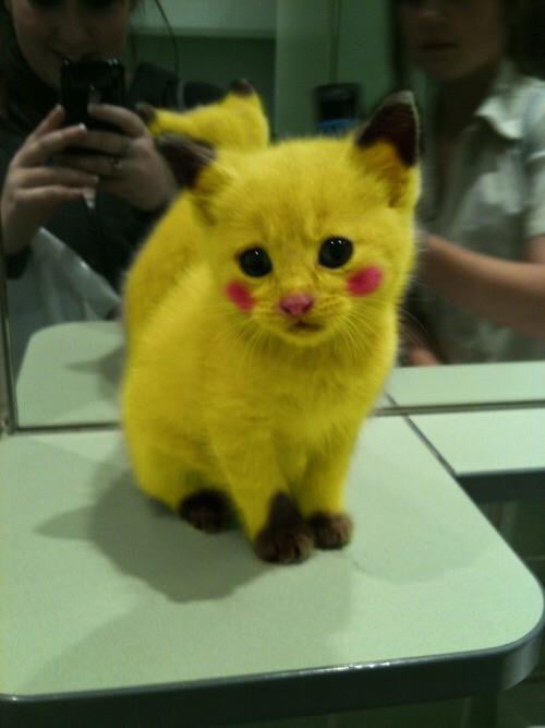 Pikachu + cat = catchu