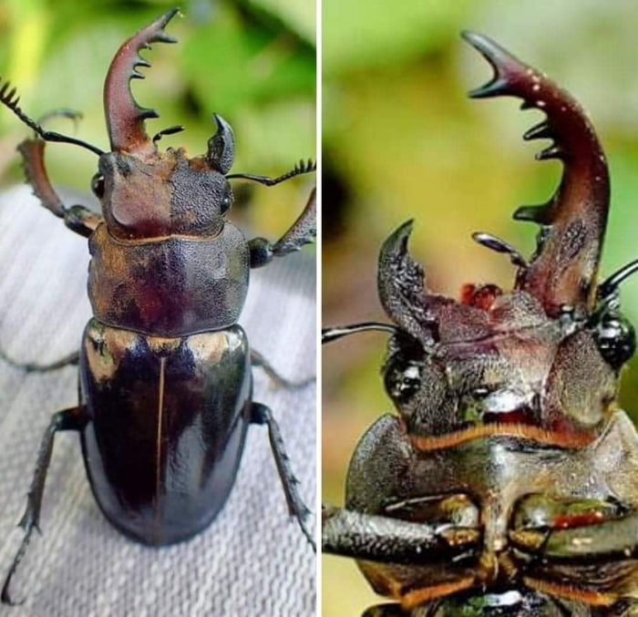 Super rare bilateral gynandromorph stag beetle. The left side is male and the right side is female.