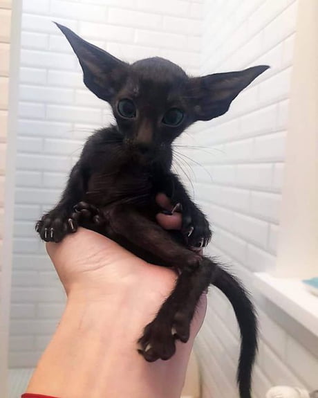 The Oriental Shorthair Felis Catus Gremlin 9gag The Oriental Shorthair Felis Catus Gremlin 9gag