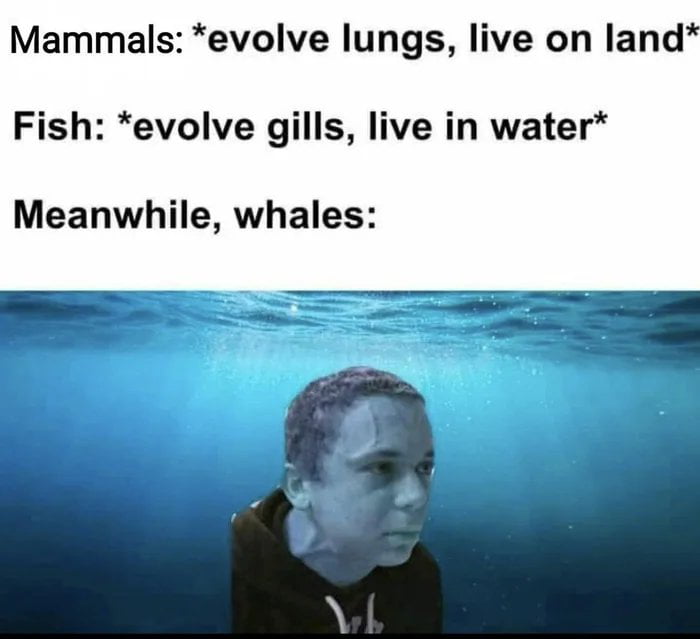 What Gills? (・o・) - 9GAG