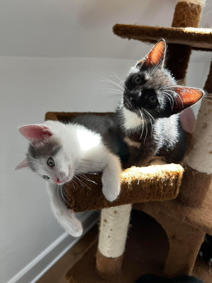 They like the cat tree now that they can climb it. 9GAG