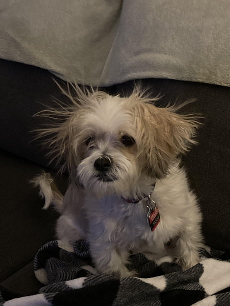 static electricity dog