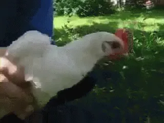 Ability Of A Chicken 9gag