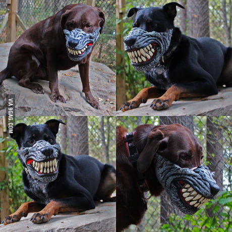 crazy dog muzzle