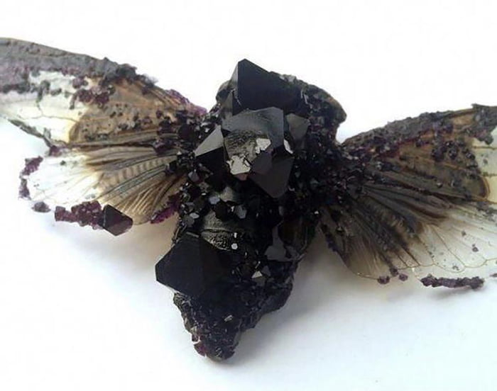 Crystalized Corpse Crystalized cicada. its body never properly decomposed and went further ...