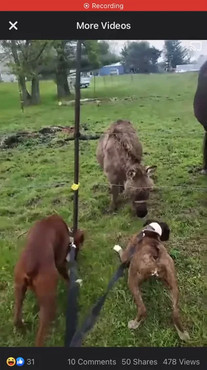 Friend Of Mines Donkey Laughs At Her Dog When She Gets Scared By The Electric Fence 9gag Friend Of Mines Donkey Laughs At Her Dog When She Gets Scared By The Electric Fence 9gag