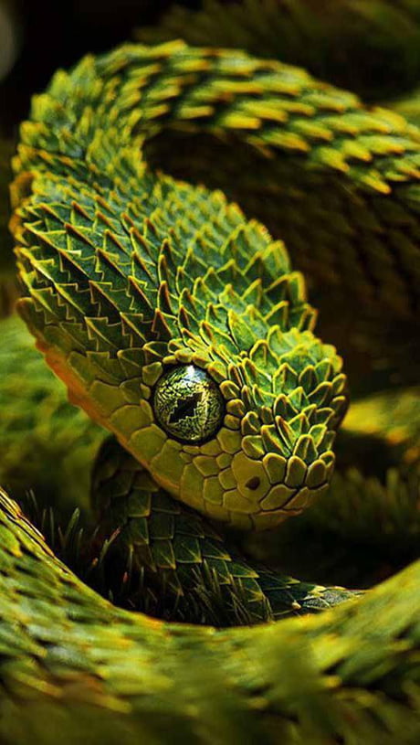 Atheris Hispida, a venomous snake found in Africa, capable of climbing  reeds and stalks - 9GAG