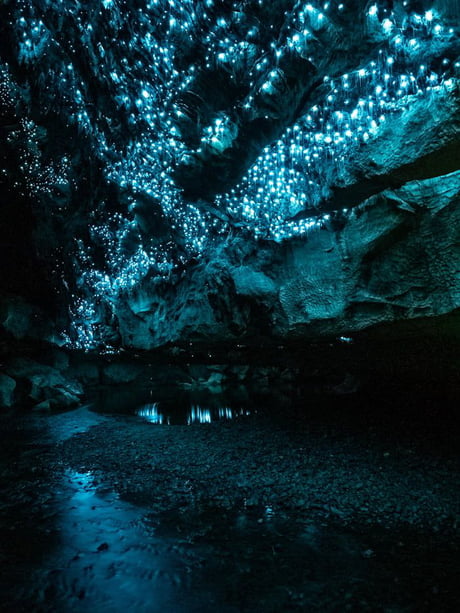 Glow Worm Caves New Zealand 9gag