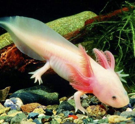 The Axolotl Or The Mexican Salamander As The Name Suggests Originated From Mexico City The Notably Cute And Unique Fish Is An Exotically Classified Amphibian 9gag