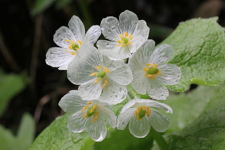 Skeleton Flowers” Turn Transparent When It Rains