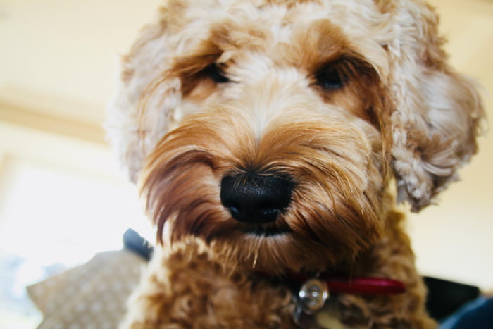 Photoshoot after giving my pup a sushi roll turned out well.