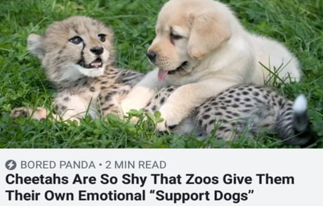 Never knew Shy cheetahs was a thing