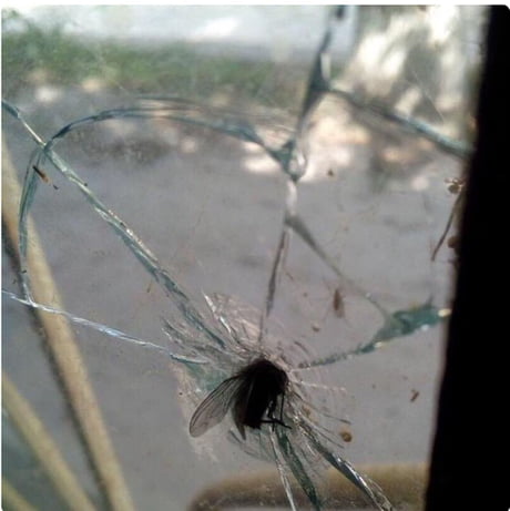 How bloody fast was the fly going?