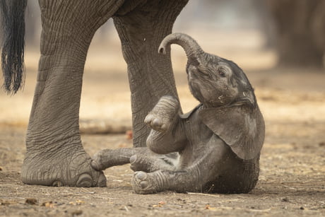 Baby Elephant Gets Hit On Head By Mum's Poop - 9GAG