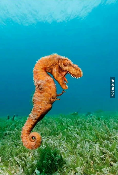Thw most dangerous animal in the ocean - 9GAG