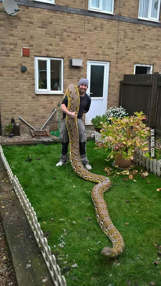 Not Photoshop... just a full grown Reticulated python... in you ...