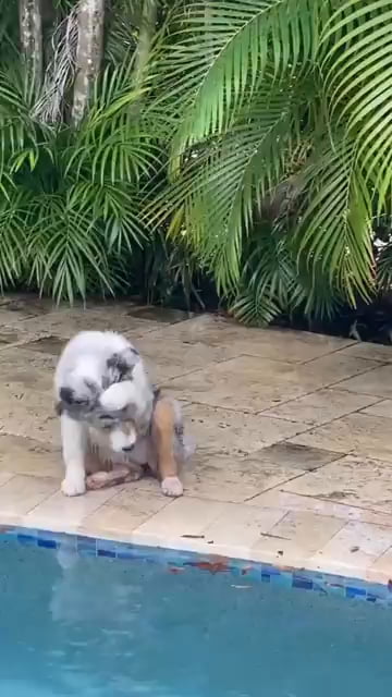 Butterfly playing with doggo