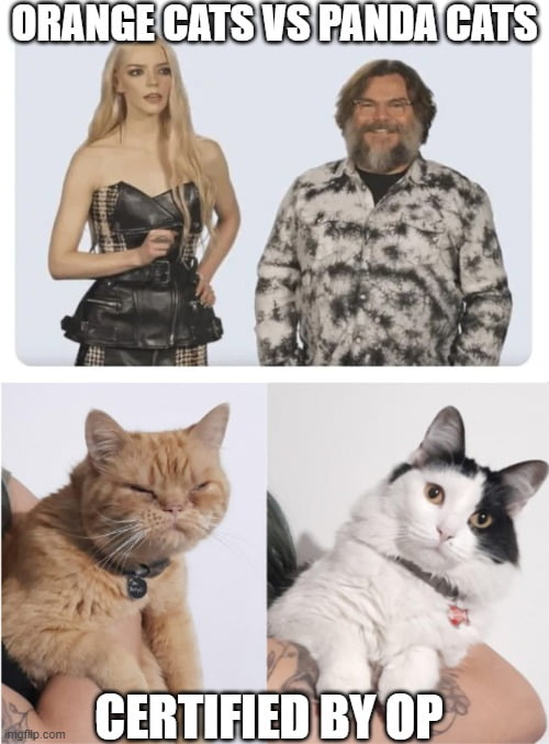 Orange Cats always have an attitude 9GAG