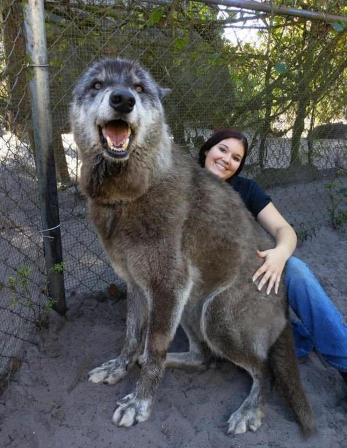 Sadly, this giant Wolf-dog was dumped at a kill shelter after growing too big and becoming too much for the owner to handle. Thankfully, a sanctuary took him instead and saved his life! His DNA testing came back as 87.5% Gray Wolf, 8.6% Siberian Husky and