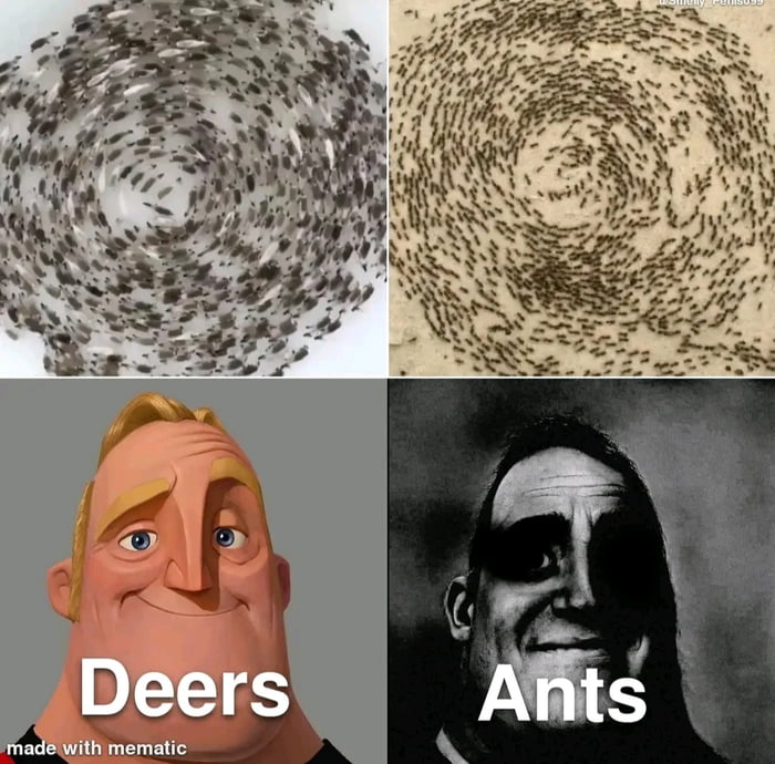 Animals running in circles is so cool