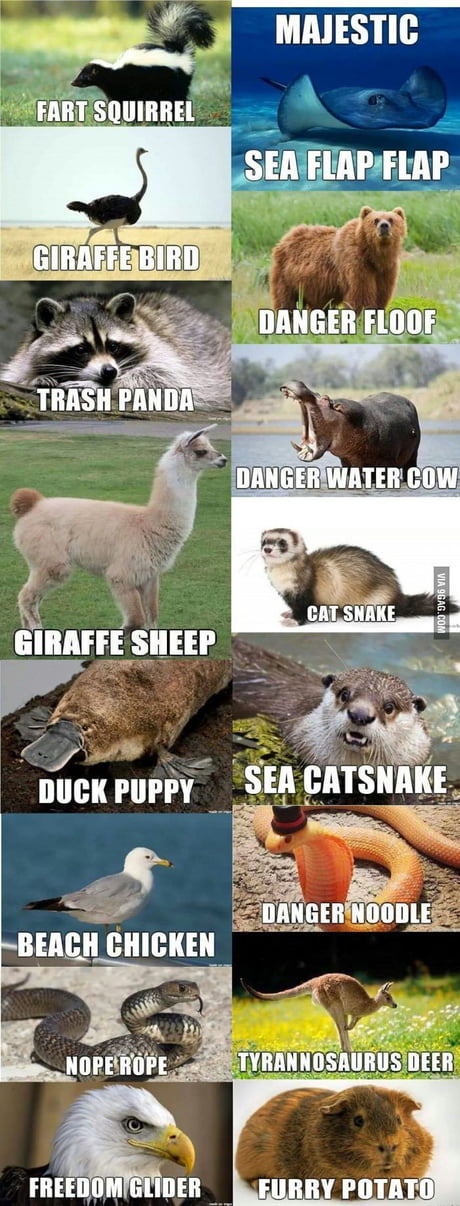 Know your animals - 9GAG