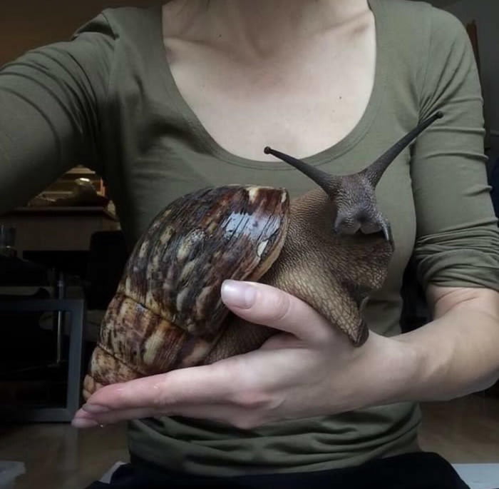 How big this African Land Snail is