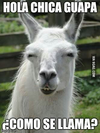 Sexy Llama - 9GAG