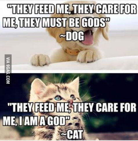 Dog, "Food! Yay!! OMG!!! I love you!!" Cat, "About f**king time." - 9GAG