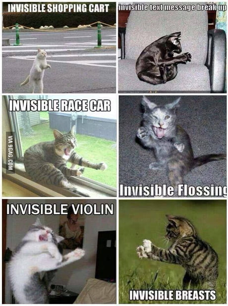invisible car cat