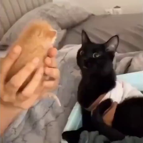 Family brings home an orange kitten to help mother cat heal after losing her kitten