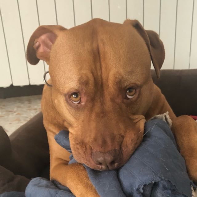 I lost my best friend yesterday. He was the goodest of the boys and I will miss him dearly.