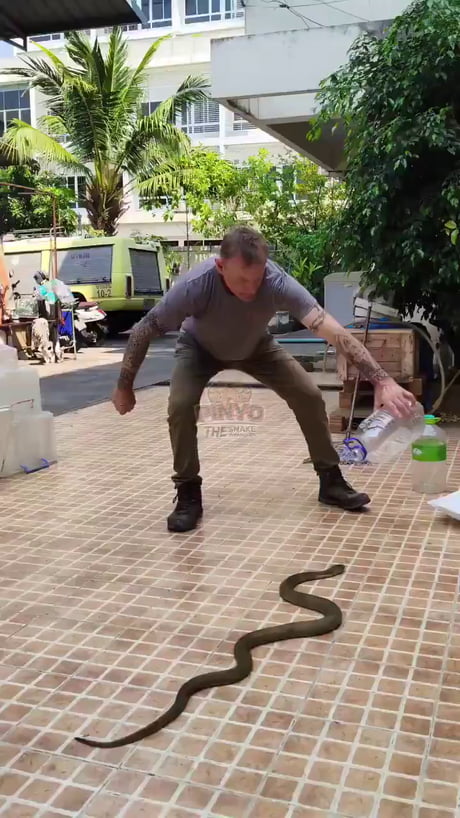 The perfect snake catcher doesn’t exist…