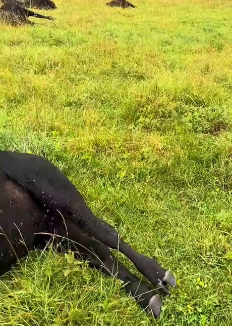Damn... Lightning struck a field, and more than 25 cows were electrocuted.
