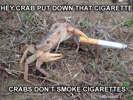 crab cigarette meme This is just normal to a guy like me crab cigarette meme A juvenile