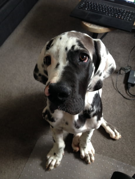 cookies and cream great dane