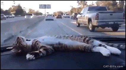 Cat Driving Car GIFs