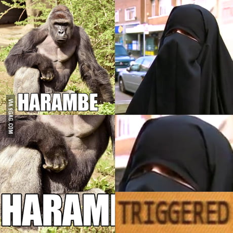 Harambe, Advance, gorilla, Giphy, hashtag, Leash, Internet meme