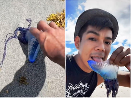 Best 30 Portuguese Man O War Fun On 9gag