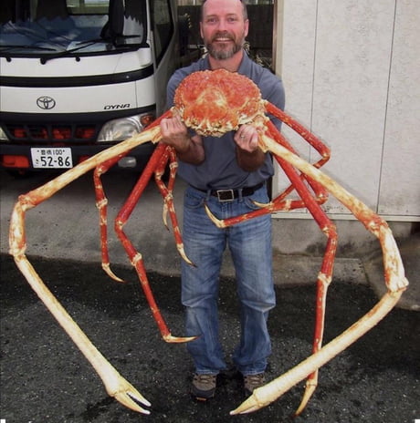The Japanese Spider Crab Is The Largest Crab In The World With A Leg Span Of