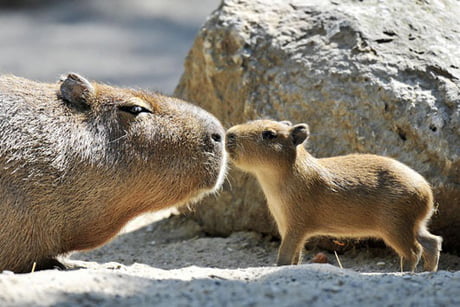 Baby Capybara 9gag