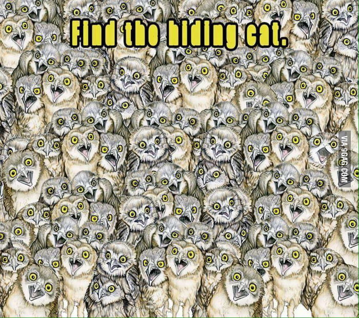 Find the hiding cat.