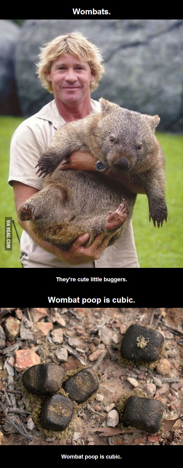 Wombat poop is cubic. - 9GAG