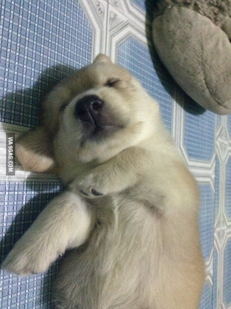 Zzzzzzzzzzzzzzzzz - 9GAG