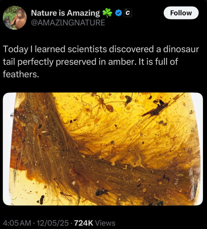 We have a dinosaur tail is preserved in amber..!!