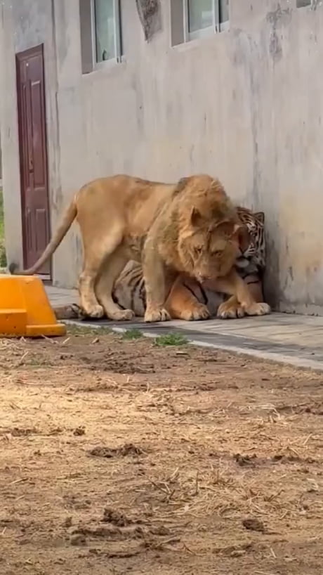 Tigers like 