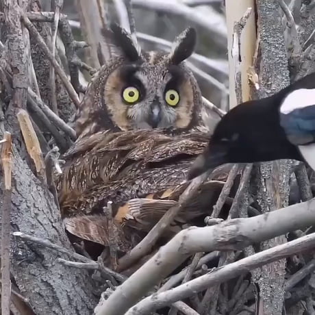 This place needs more horned Owls