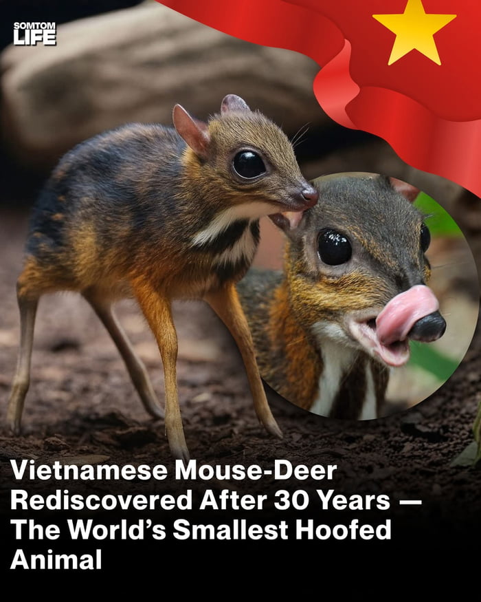 The world's smallest hooved animal. What a cute little fella.