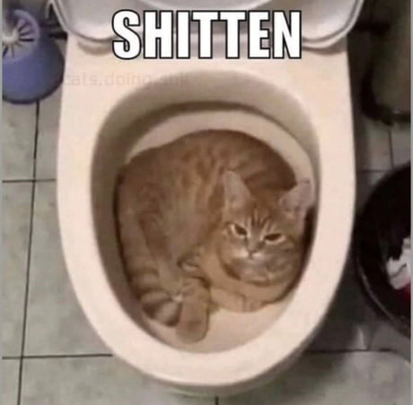 Best Funny shitten Memes - 9GAG