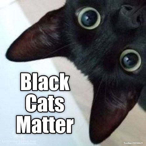 Praise the cat